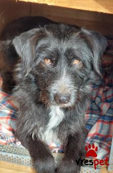 Ράτσα: Άλλη Ράτσα | Ηλικία: 2 ετών | Φύλο: Αρσενικό | Αρ. Microchip: 98000012025365321 | Ημίαιμο | Περιοχή: Σαρωνικός, Αττική