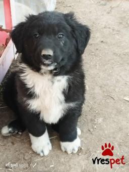 Ράτσα: Άγνωστο - Ημίαιμο | Ηλικία: 2 μηνών | Φύλο: Αρσενικό | Αρ. Microchip: 0000000000000000000000000000000000 | Περιοχή: Διόν Όλυμπος, Μακεδονία