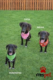 Ράτσα: Άγνωστο - Ημίαιμο | Ηλικία: 1 έτους | Φύλο: Αρσενικό | Αρ. Microchip: 000000000000000000000 | Ημίαιμο | Περιοχή: Χαϊδάρι, Αττική