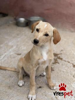 Ράτσα: Άγνωστο - Ημίαιμο | Ηλικία: 3 μηνών | Φύλο: Θηλυκό | Αρ. Microchip: 000000000000008 | Περιοχή: Καλύβια Θορικού, Αττική
