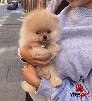 Ράτσα: Πομεράνιαν - Pomeranian | Ηλικία: 3 μηνών | Φύλο: Θηλυκό | Αρ. Microchip: 5474454784865 | Ιδιώτης | Εκπαιδευμένο | Περιοχή: Αθήνα, Αττική