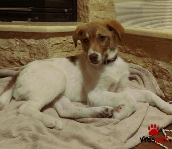 Ράτσα: Άγνωστο - Ημίαιμο | Ηλικία: 4 μηνών | Φύλο: Θηλυκό | Αρ. Microchip: 00000000000000 | Ημίαιμο | Περιοχή: Νεάπολη Συκεές, Θεσσαλονίκη