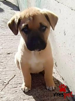 Ράτσα: Άγνωστο - Ημίαιμο | Ηλικία: 2 μηνών | Φύλο: Θηλυκό | Αρ. Microchip: 0000000 | Περιοχή: Κορδελιό Εύοσμος, Θεσσαλονίκη