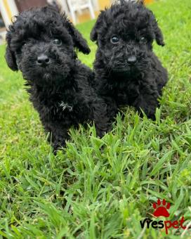 Ράτσα: Κανίς μίνι μαύρο - Canishe black | Ηλικία: 2,5 μηνών | Φύλο: Θηλυκό | Αρ. Microchip: 903800830929027 | Ιδιώτης | Εκπαιδευμένο | Pedigree | Περιοχή: Αθήνα, Αττική