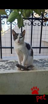 Ράτσα: Άγνωστο - Ημίαιμο | Ηλικία: 6 μηνών | Φύλο: Θηλυκό | Αρ. Microchip: 000000000000000000000 | Ημίαιμο | Περιοχή: Χαϊδάρι, Αττική