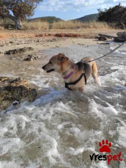 Ράτσα: Άγνωστο - Ημίαιμο | Ηλικία: 5+ | Φύλο: Θηλυκό | Αρ. Microchip: - | Περιοχή: Νέα Σμύρνη, Αττική
