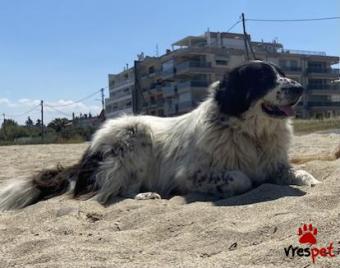 Ράτσα: Ελληνικός Ποιμενικός - Greek Shepherd | Ηλικία: 4 ετών | Φύλο: Αρσενικό | Αρ. Microchip: - | Ημίαιμο | Περιοχή: Θεσσαλονίκη, Θεσσαλονίκη