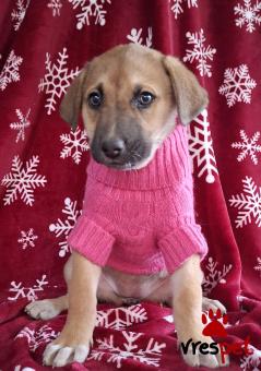 Ράτσα: Άγνωστο - Ημίαιμο | Ηλικία: 2,5 μηνών | Φύλο: Θηλυκό | Αρ. Microchip: 0 | Ημίαιμο | Περιοχή: Γλυφάδα, Αττική