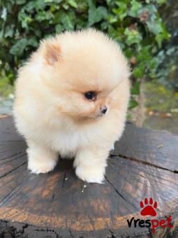 Ράτσα: Πομεράνιαν - Pomeranian | Ηλικία: 3 μηνών | Φύλο: Αρσενικό | Αρ. Microchip: 902690208308020 | Ιδιώτης | Εκπαιδευμένο | Pedigree | Περιοχή: Αθήνα, Αττική