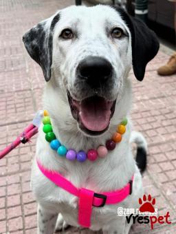 Ράτσα: Πόϊντερ - Pointer | Ηλικία: 7 μηνών | Φύλο: Θηλυκό | Αρ. Microchip: 0 | Ημίαιμο | Περιοχή: Γλυφάδα, Αττική