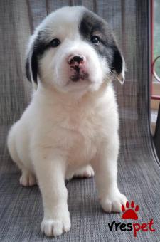 Ράτσα: Άγνωστο - Ημίαιμο | Ηλικία: 2 μηνών | Φύλο: Θηλυκό | Αρ. Microchip: 0000000 | Περιοχή: Κορδελιό Εύοσμος, Θεσσαλονίκη