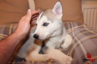 Ράτσα: Σιβηριανός Χάσκι - Siberian Husky | Ηλικία: 3 μηνών | Φύλο: Θηλυκό | Αρ. Microchip: 870024007800240 | Ιδιώτης | Εκπαιδευμένο | Pedigree | Περιοχή: Αθήνα, Αττική