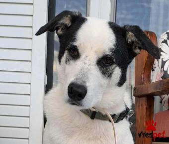 Ράτσα: Άλλη Ράτσα | Ηλικία: 3 ετών | Φύλο: Θηλυκό | Αρ. Microchip: 960000362369523678 | Ημίαιμο | Περιοχή: Σαρωνικός, Αττική