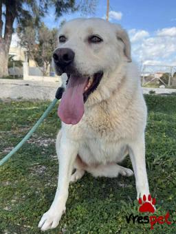 Ράτσα: Λαμπραντόρ - Labrador | Ηλικία: 3 ετών | Φύλο: Θηλυκό | Αρ. Microchip: 0 | Ημίαιμο | Περιοχή: Γλυφάδα, Αττική