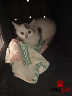 Ράτσα: Άγνωστο - Ημίαιμο | Ηλικία: 2 μηνών | Φύλο: Θηλυκό | Αρ. Microchip: 000000000000000000000 | Ημίαιμο | Περιοχή: Χαϊδάρι, Αττική