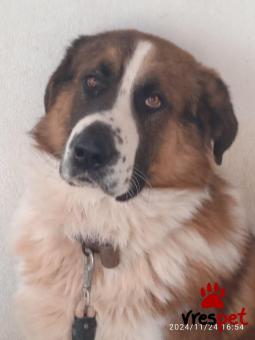 Ράτσα: Ελληνικός Ποιμενικός - Greek Shepherd | Ηλικία: 4 ετών | Φύλο: Αρσενικό | Αρ. Microchip: 9694500023215874562 | Περιοχή: Σαρωνικός, Αττική