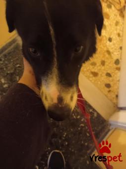 Ράτσα: Ελληνικός Ποιμενικός - Greek Shepherd | Ηλικία: 1 έτους | Φύλο: Θηλυκό | Αρ. Microchip: 000000000000000000000 | Ημίαιμο | Περιοχή: Χαϊδάρι, Αττική