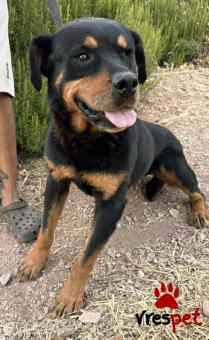 Ράτσα: Ροτβάϊλερ - Rottweiler | Ηλικία: 5+ | Φύλο: Θηλυκό | Αρ. Microchip: 0 | Ημίαιμο | Περιοχή: Γλυφάδα, Αττική