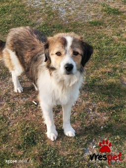 Ράτσα: Άγνωστο - Ημίαιμο | Ηλικία: 2 ετών | Φύλο: Αρσενικό | Αρ. Microchip: 0000000000000000000000000000000000 | Περιοχή: Διόν Όλυμπος, Μακεδονία