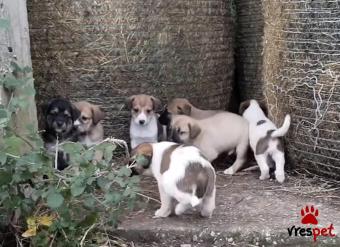 Ράτσα: Άγνωστο - Ημίαιμο | Ηλικία: 2 μηνών | Φύλο: Θηλυκό | Αρ. Microchip: 0000000 | Περιοχή: Κορδελιό Εύοσμος, Θεσσαλονίκη