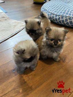 Ράτσα: Πομεράνιαν - Pomeranian | Ηλικία: 3 μηνών | Φύλο: Αρσενικό | Αρ. Microchip: 985113044734721 | Ιδιώτης | Εκπαιδευμένο | Pedigree | Περιοχή: Αθήνα, Αττική