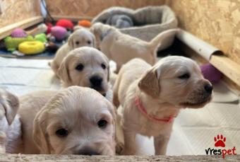 Ράτσα: Γκόλντεν Ριτρίβερ - Golden Retriever | Ηλικία: 3 μηνών | Φύλο: Θηλυκό | Αρ. Microchip: 9737856698226 | Ιδιώτης | Εκπαιδευμένο | Pedigree | Περιοχή: Αττική