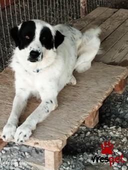 Ράτσα: Άγνωστο - Ημίαιμο | Ηλικία: 1 έτους | Φύλο: Θηλυκό | Αρ. Microchip: 0000000000000000000000000000000000 | Περιοχή: Διόν Όλυμπος, Μακεδονία