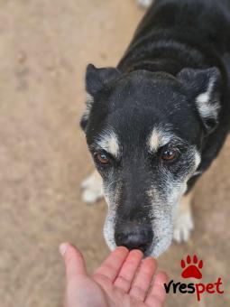 Ράτσα: Άγνωστο - Ημίαιμο | Ηλικία: 5+ | Φύλο: Θηλυκό | Αρ. Microchip: 999999999 | Ημίαιμο | Περιοχή: Νέα Σμύρνη, Αττική