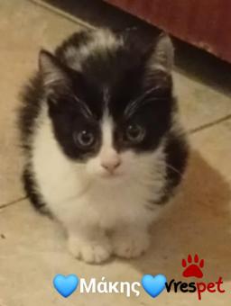 Ράτσα: Άγνωστο - Ημίαιμο | Ηλικία: 2 μηνών | Φύλο: Αρσενικό | Αρ. Microchip: 000000000000000000000 | Ημίαιμο | Περιοχή: Χαϊδάρι, Αττική