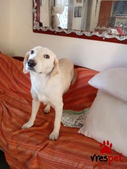 Ράτσα: Άγνωστο - Ημίαιμο | Ηλικία: 1 έτους | Φύλο: Αρσενικό | Αρ. Microchip: - | Περιοχή: Νέα Σμύρνη, Αττική