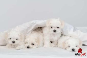 Ράτσα: Μαλτέζ - Maltese | Ηλικία: 3 μηνών | Φύλο: Θηλυκό | Αρ. Microchip: 00867476789 | 