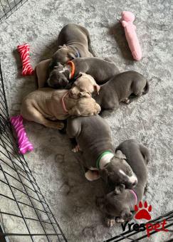 Ράτσα: Πίτ μπούλ - pitbull | Ηλικία: 3 μηνών | Φύλο: Θηλυκό | Αρ. Microchip: 978106782345678 | Ιδιώτης | Εκπαιδευμένο | Pedigree | Περιοχή: Αθήνα, Αττική