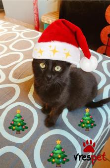 Ράτσα: Γάτα του Αιγαίου | Ηλικία: 2 μηνών | Φύλο: Θηλυκό | Αρ. Microchip: 00000000000 | Ιδιώτης | Περιοχή: Θεσσαλονίκη, Θεσσαλονίκη