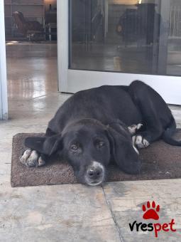 Ράτσα: Άγνωστο - Ημίαιμο | Ηλικία: 4 μηνών | Φύλο: Αρσενικό | Αρ. Microchip: 000000000000000000000 | Ημίαιμο | Περιοχή: Χαϊδάρι, Αττική