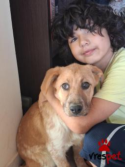 Ράτσα: Λαμπραντόρ - Labrador | Ηλικία: 5 μηνών | Φύλο: Θηλυκό | Αρ. Microchip: 990000014587458 | Ημίαιμο | Περιοχή: Λαυρεωτική, Αττική