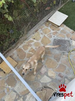 Ράτσα: Γκόλντεν Ριτρίβερ - Golden Retriever | Ηλικία: 7 μηνών | Φύλο: Αρσενικό | Αρ. Microchip: 000 | Ιδιώτης | Περιοχή: Αττική