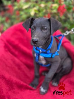 Ράτσα: Άγνωστο - Ημίαιμο | Ηλικία: 4 μηνών | Φύλο: Αρσενικό | Αρ. Microchip: 0 | Ημίαιμο | Περιοχή: Γλυφάδα, Αττική