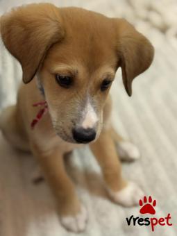 Ράτσα: Άγνωστο - Ημίαιμο | Ηλικία: 2 μηνών | Φύλο: Αρσενικό | Αρ. Microchip: - | Περιοχή: Κιλκίς, Μακεδονία