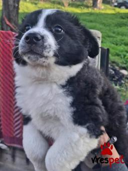 Ράτσα: Άγνωστο - Ημίαιμο | Ηλικία: 2 μηνών | Φύλο: Θηλυκό | Αρ. Microchip: 0000000 | Περιοχή: Κορδελιό Εύοσμος, Θεσσαλονίκη