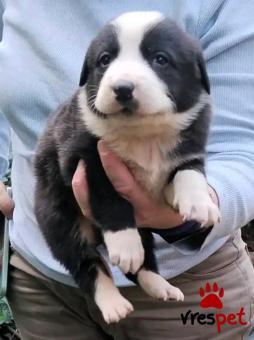 Ράτσα: Άγνωστο - Ημίαιμο | Ηλικία: 2 μηνών | Φύλο: Θηλυκό | Αρ. Microchip: - | Περιοχή: Κιλκίς, Μακεδονία