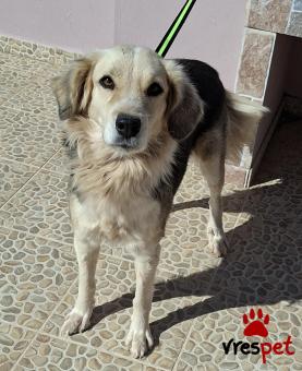 Ράτσα: Άγνωστο - Ημίαιμο | Ηλικία: 2 ετών | Φύλο: Θηλυκό | Αρ. Microchip: 0 | Ημίαιμο | Περιοχή: Γλυφάδα, Αττική