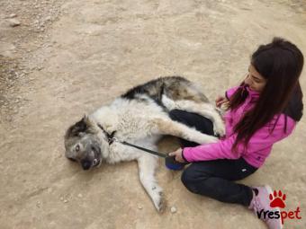 Ράτσα: Άγνωστο - Ημίαιμο | Ηλικία: 4 ετών | Φύλο: Θηλυκό | Αρ. Microchip: - | Περιοχή: Νέα Σμύρνη, Αττική