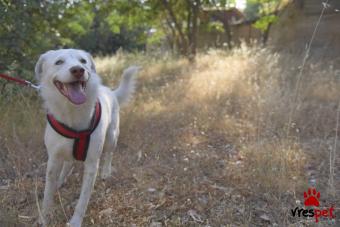 Ράτσα: Άλλη Ράτσα | Ηλικία: 3 ετών | Φύλο: Αρσενικό | Αρ. Microchip: 0000 | Περιοχή: Μάνδρα Ειδύλλια, Αττική