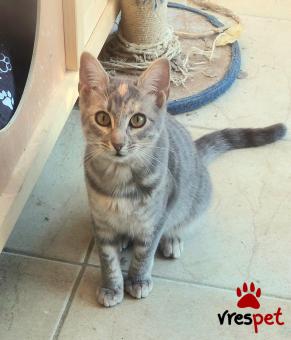 Ράτσα: Άγνωστο - Ημίαιμο | Ηλικία: 8 μηνών | Φύλο: Θηλυκό | Αρ. Microchip: 00000 | Περιοχή: Πυλαία-Χορτιάτης, Θεσσαλονίκη