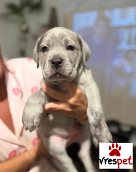 Ράτσα: Κανέ Κόρσο - Cane Corso | Ηλικία: 2,5 μηνών | Φύλο: Αρσενικό | Αρ. Microchip: 55646343699 | Ιδιώτης | Εκπαιδευμένο | Pedigree | Περιοχή: Αθήνα, Αττική