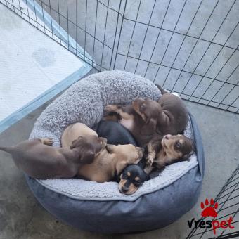 Ράτσα: Ντάτς χάουντ - Dach hound | Ηλικία: 2,5 μηνών | Φύλο: Θηλυκό | Αρ. Microchip: 99200208617424 | Ιδιώτης | Εκπαιδευμένο | Pedigree | Περιοχή: Αθήνα, Αττική