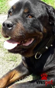 Ράτσα: Ροτβάϊλερ - Rottweiler | Ηλικία: 5+ | Φύλο: Θηλυκό | Αρ. Microchip: 000000000 | Ιδιώτης | 