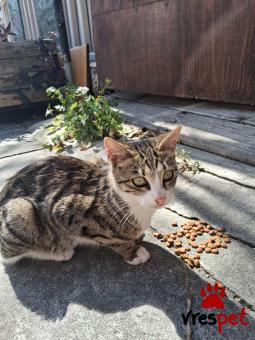 Ράτσα: Άγνωστο - Ημίαιμο | Ηλικία: 5 μηνών | Φύλο: Θηλυκό | Αρ. Microchip: 000000000000000000000 | Ημίαιμο | Περιοχή: Χαϊδάρι, Αττική