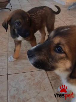 Ράτσα: Άγνωστο - Ημίαιμο | Ηλικία: 3 μηνών | Φύλο: Θηλυκό | Αρ. Microchip: 0000000 | Περιοχή: Κορδελιό Εύοσμος, Θεσσαλονίκη