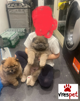 Ράτσα: Τσόου Τσόου - Chow chow | Ηλικία: 3 μηνών | Φύλο: Αρσενικό | Αρ. Microchip: 5444345523323 | Ιδιώτης | Pedigree | Περιοχή: Αθήνα, Αττική